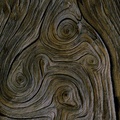Detail, Deadwood Spruce, Colorado